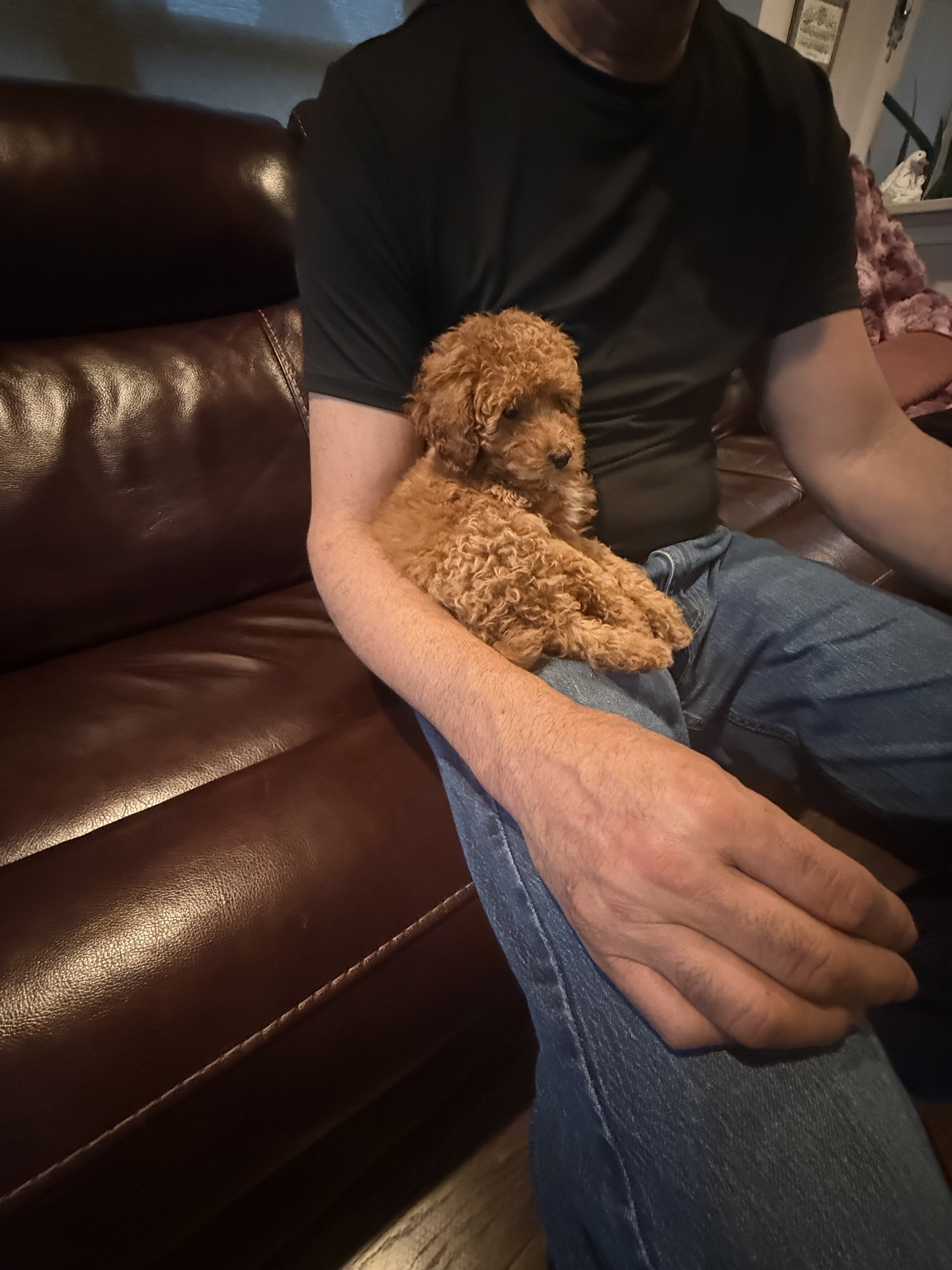 Miniature Poodle Dog image 3