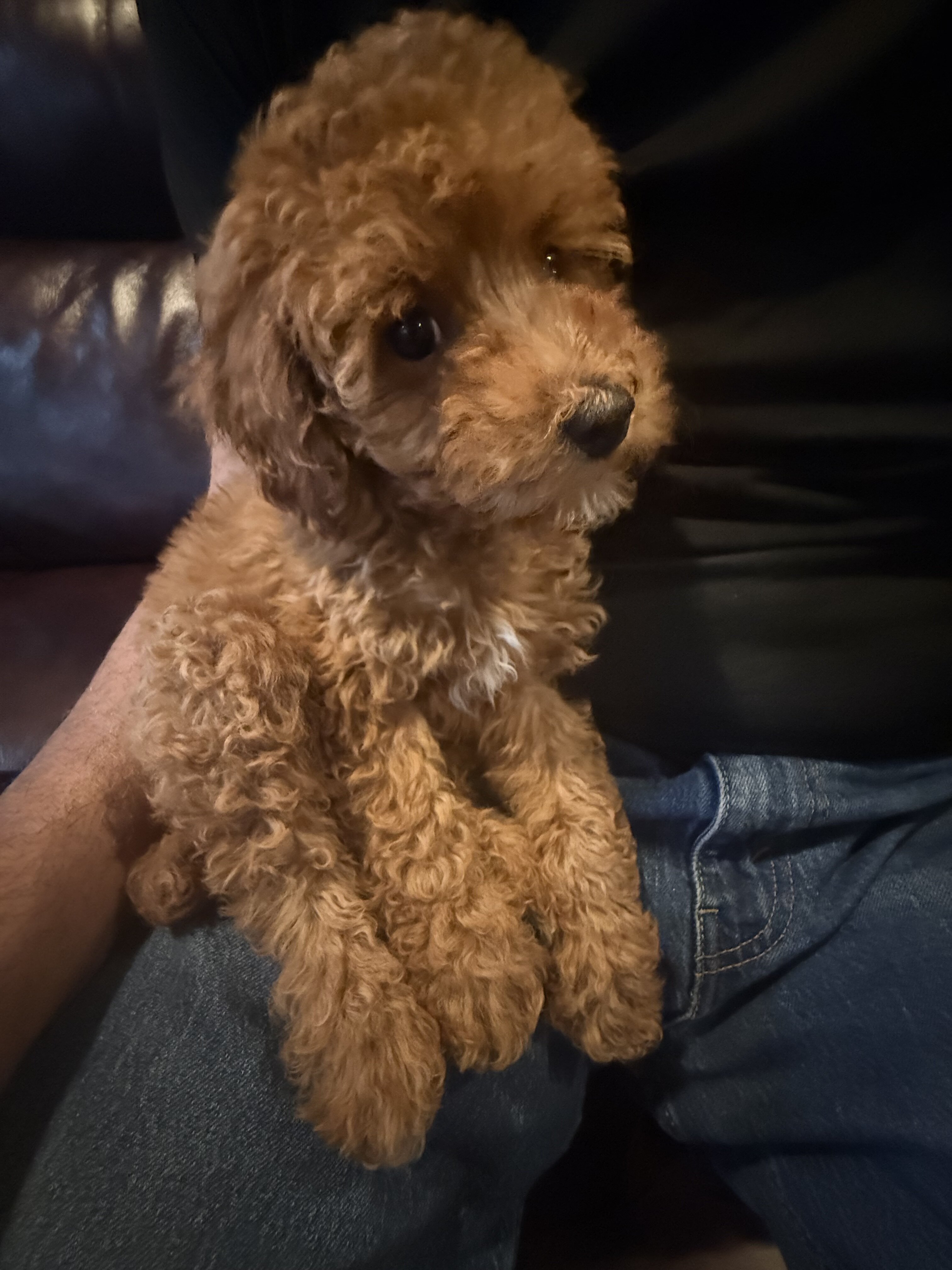 Miniature Poodle Dog image 2