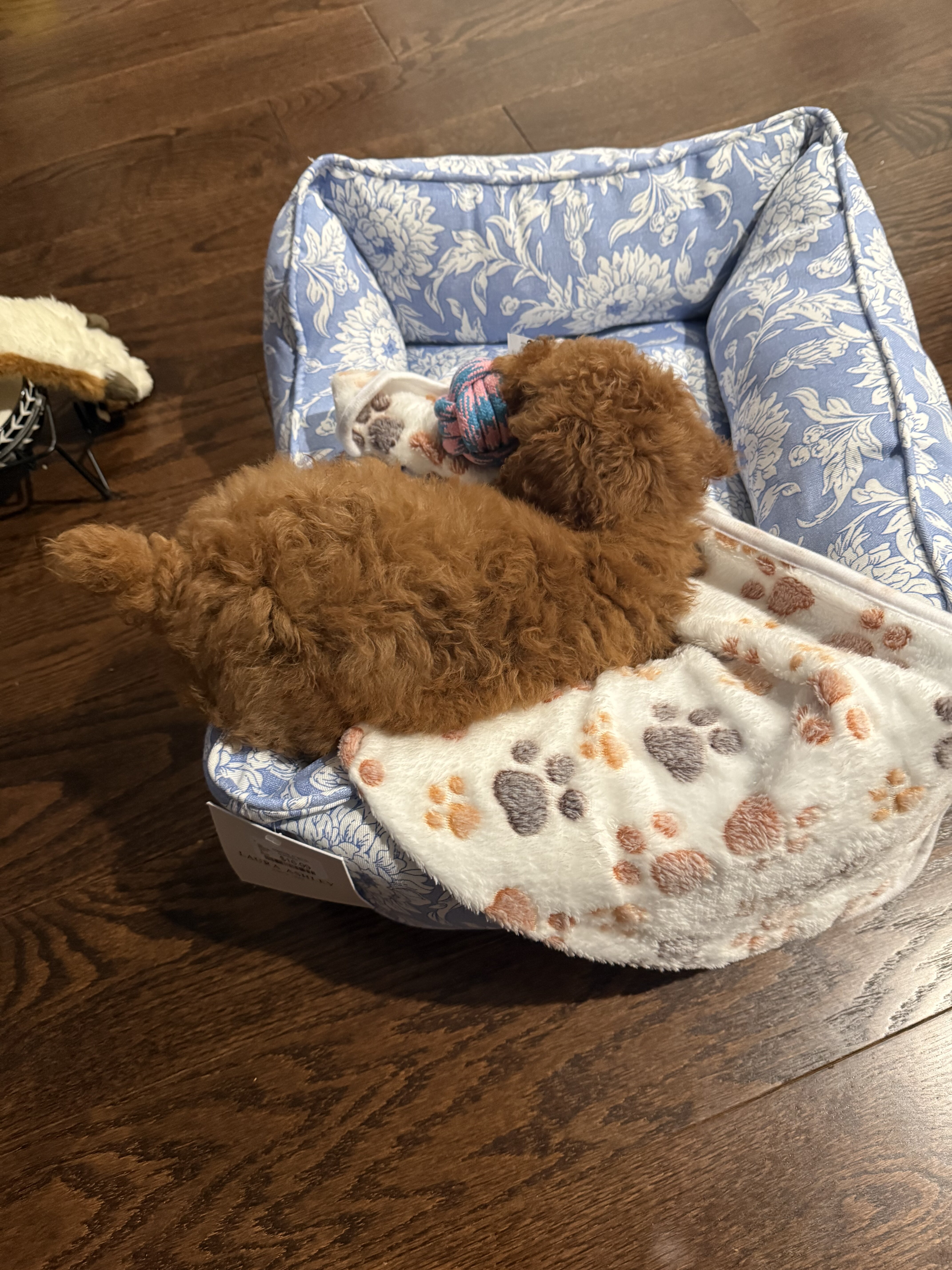 Miniature Poodle Dog image 1