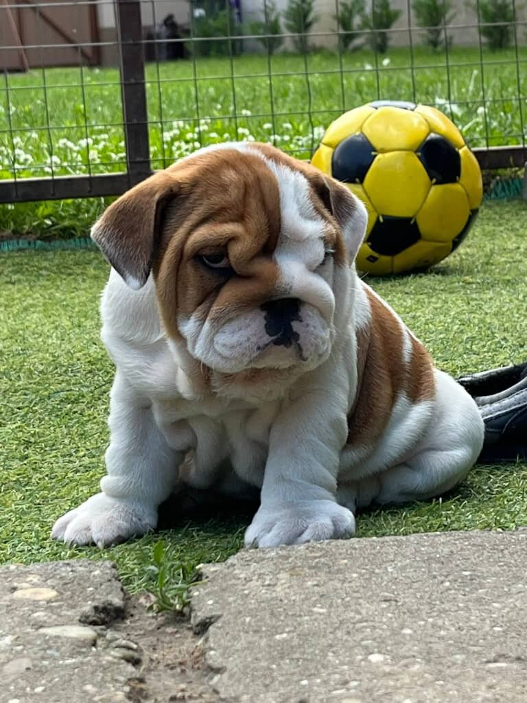 English Bulldog puppies image 2