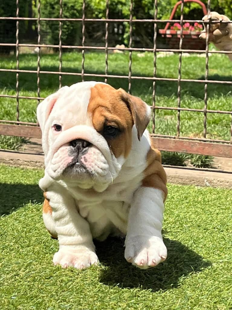 English Bulldog puppies image 1
