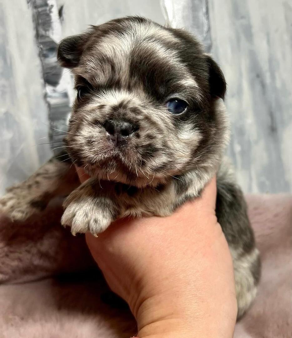 Frenchie puppies image 5