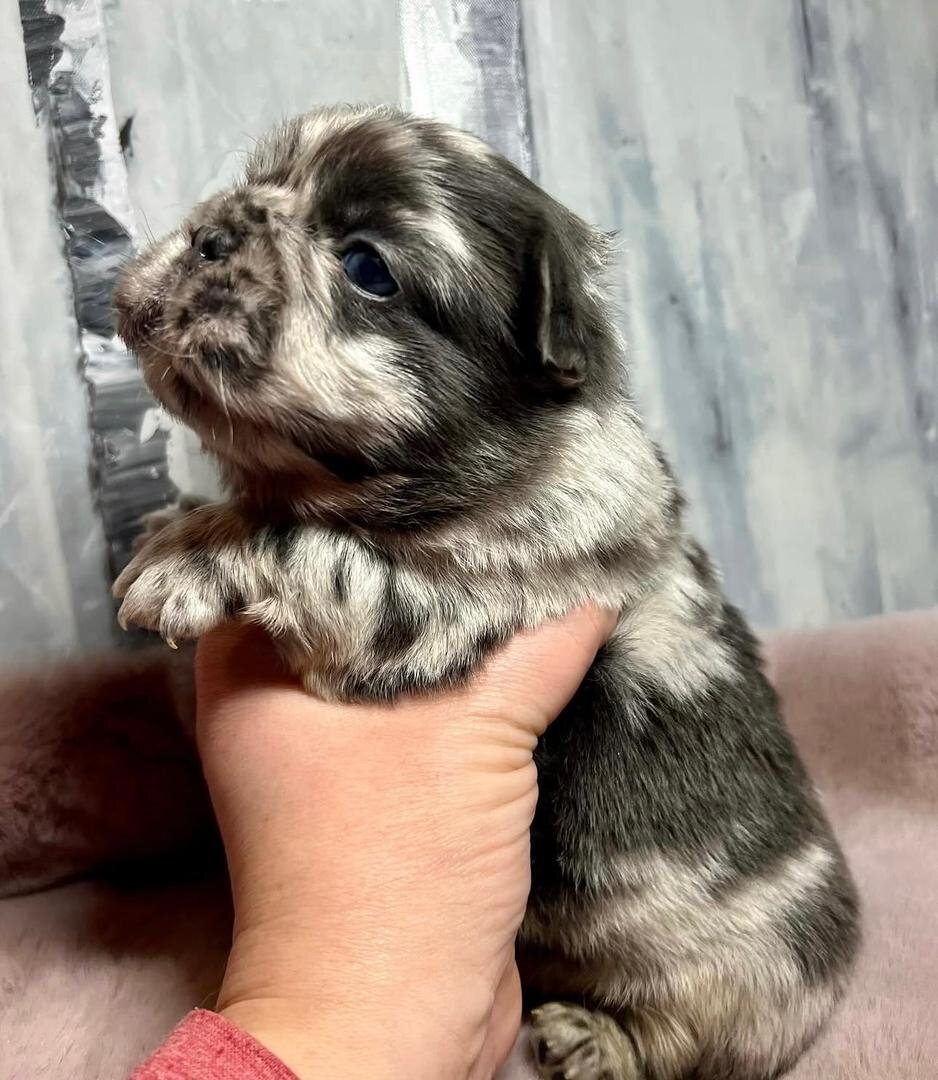 Frenchie puppies image 4