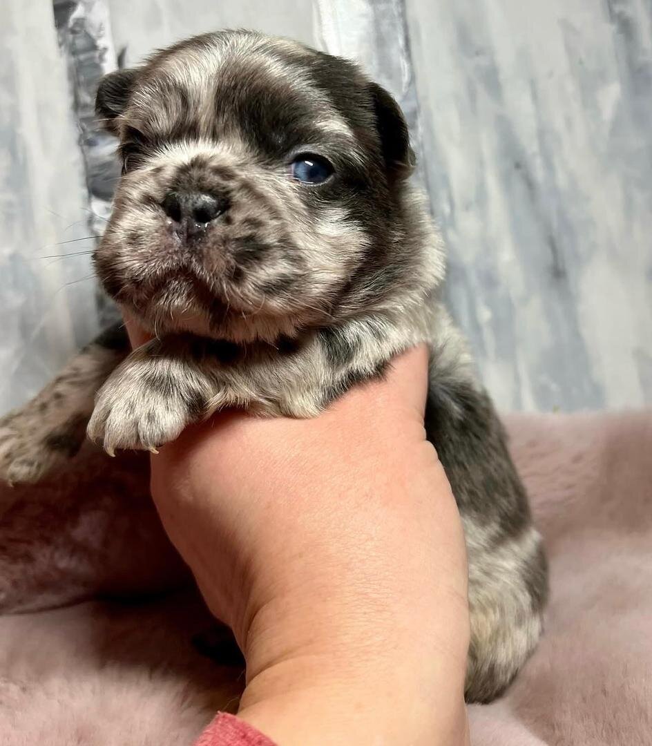 Frenchie puppies image 1