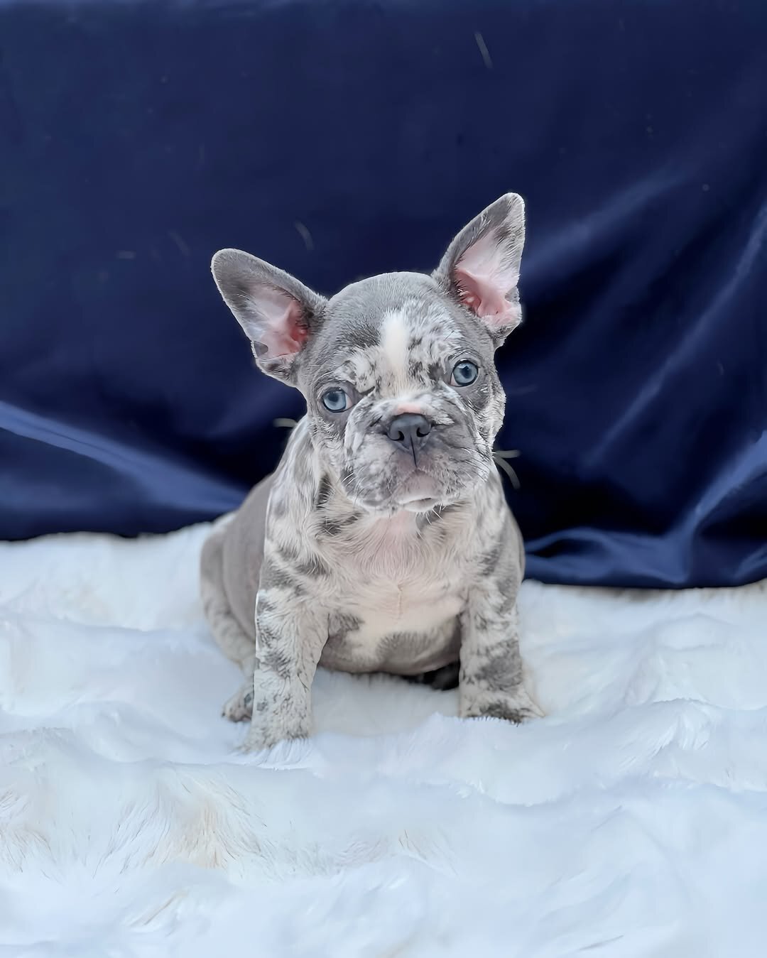 French bulldog puppies image 1