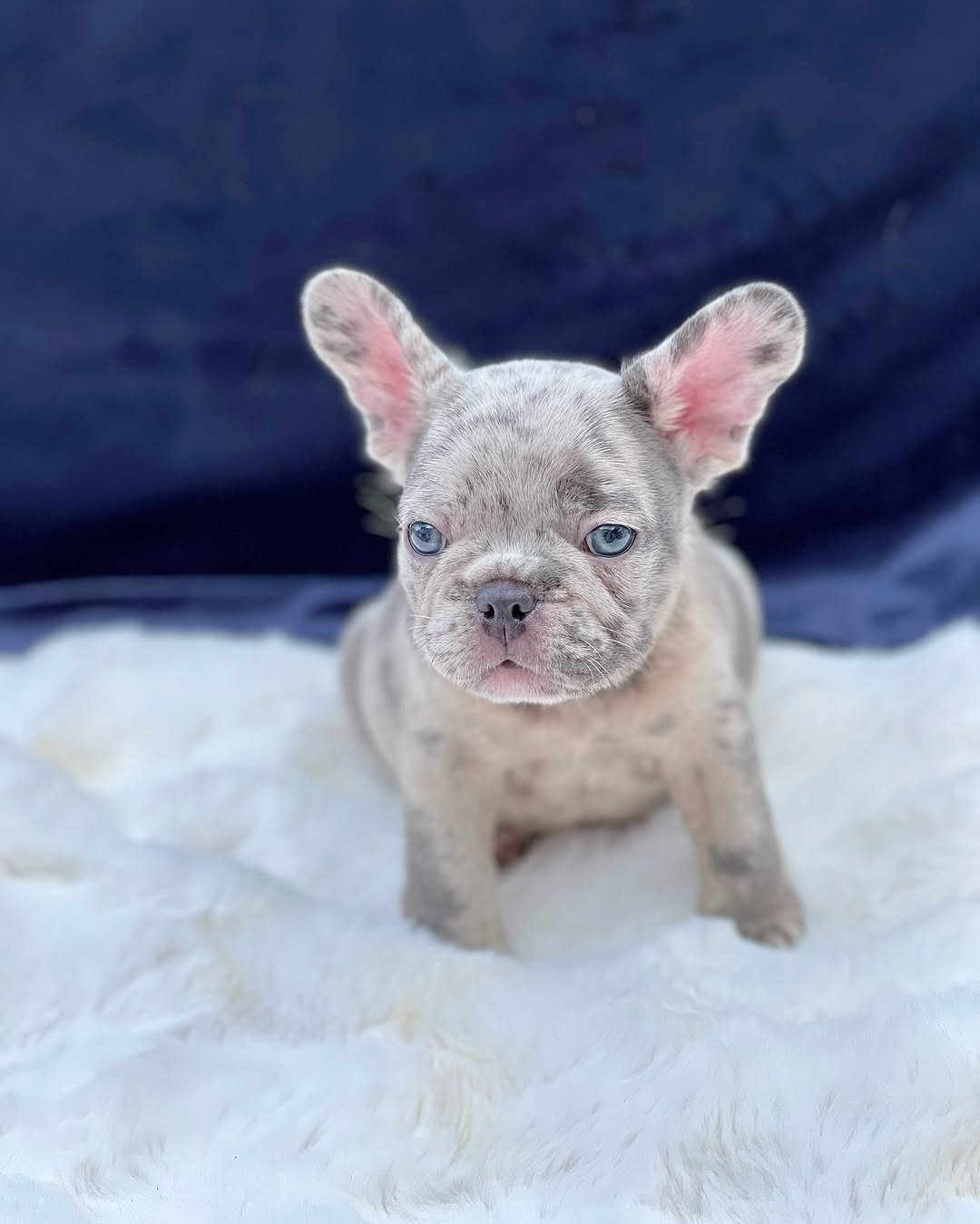 French bulldog puppies image 3