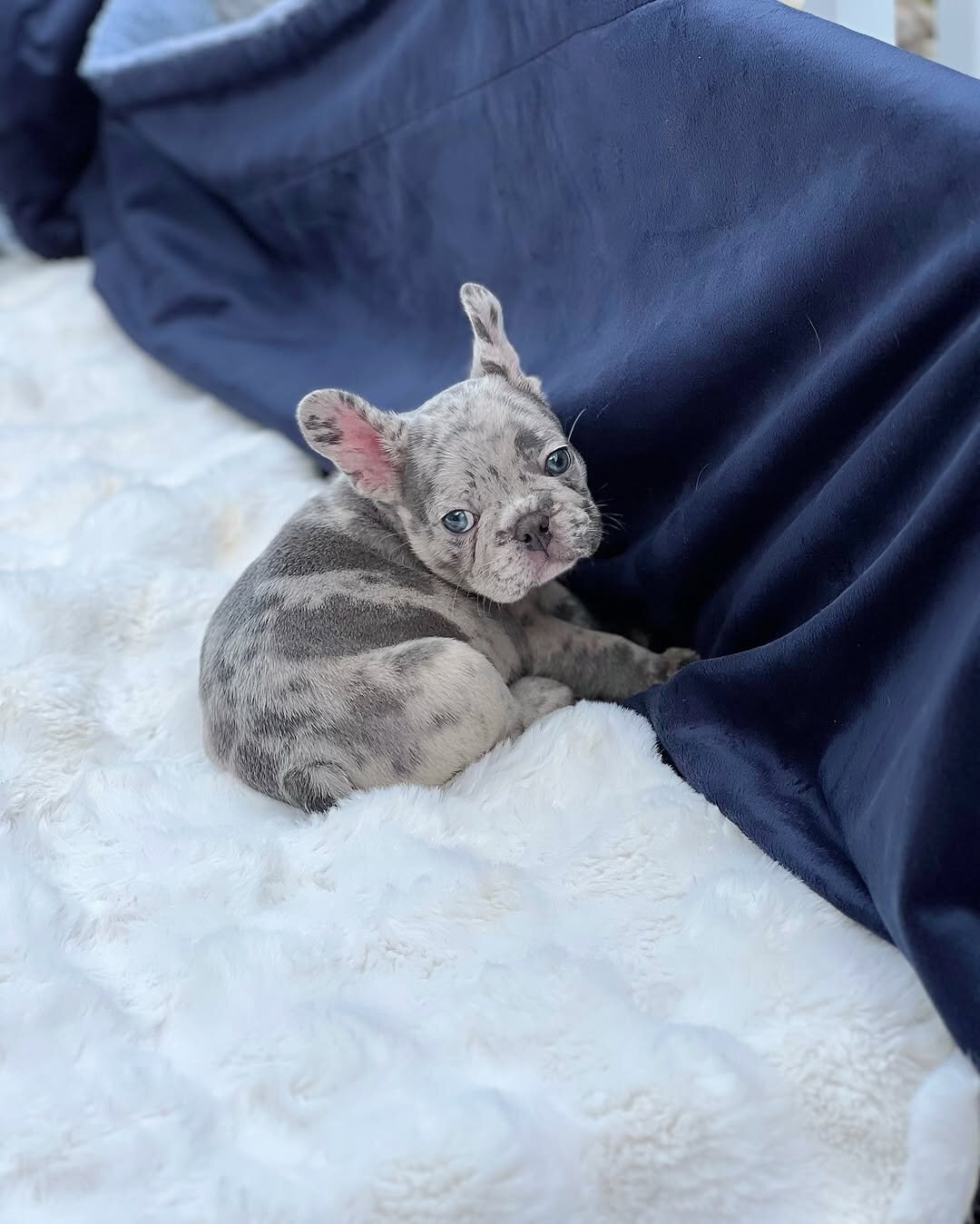 French bulldog puppies image 2