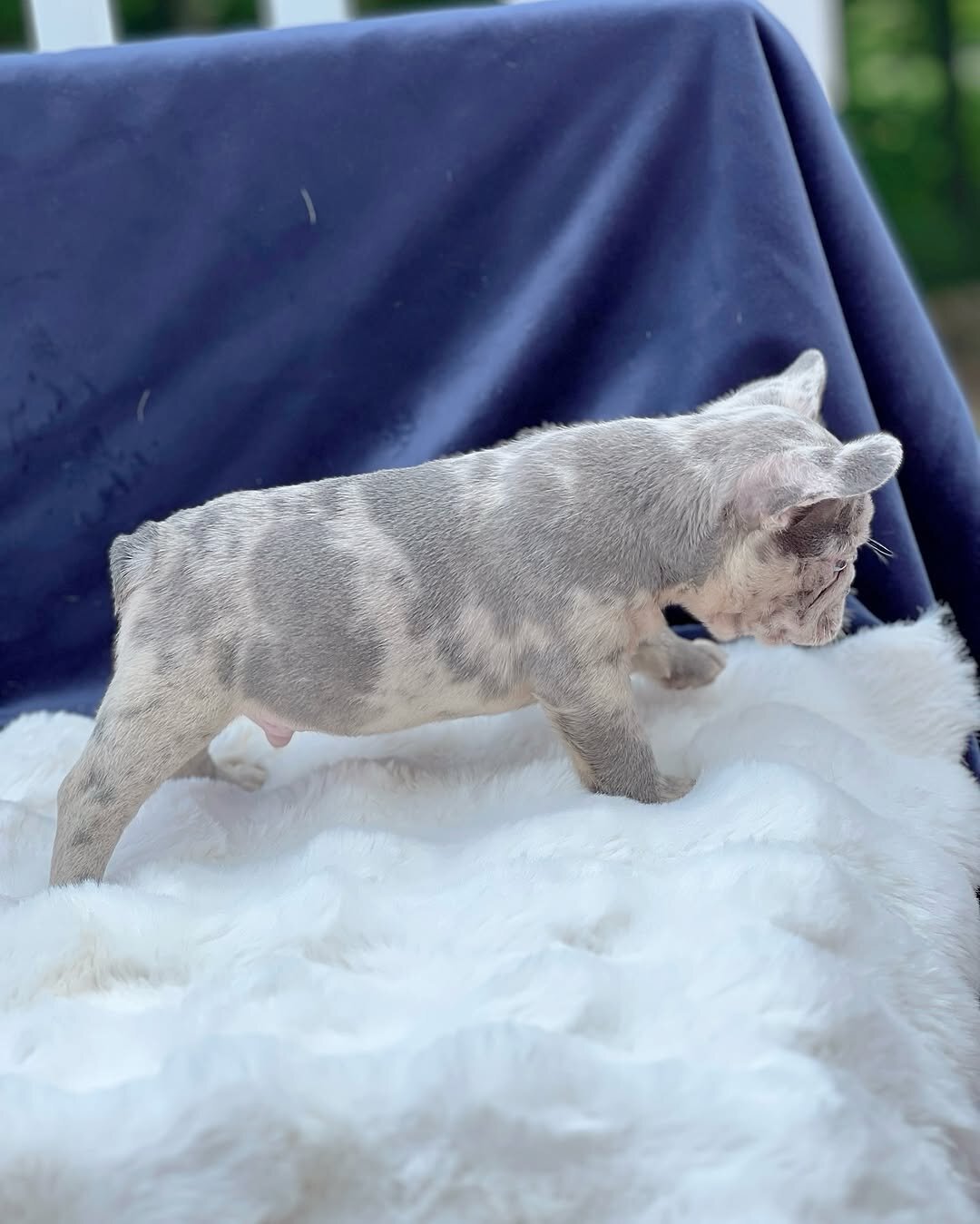 French bulldog puppies image 4