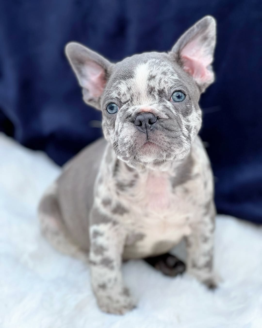 French bulldog puppies image 5