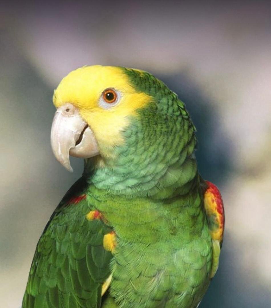 Double Yellow Headed Amazon Parrots image 1
