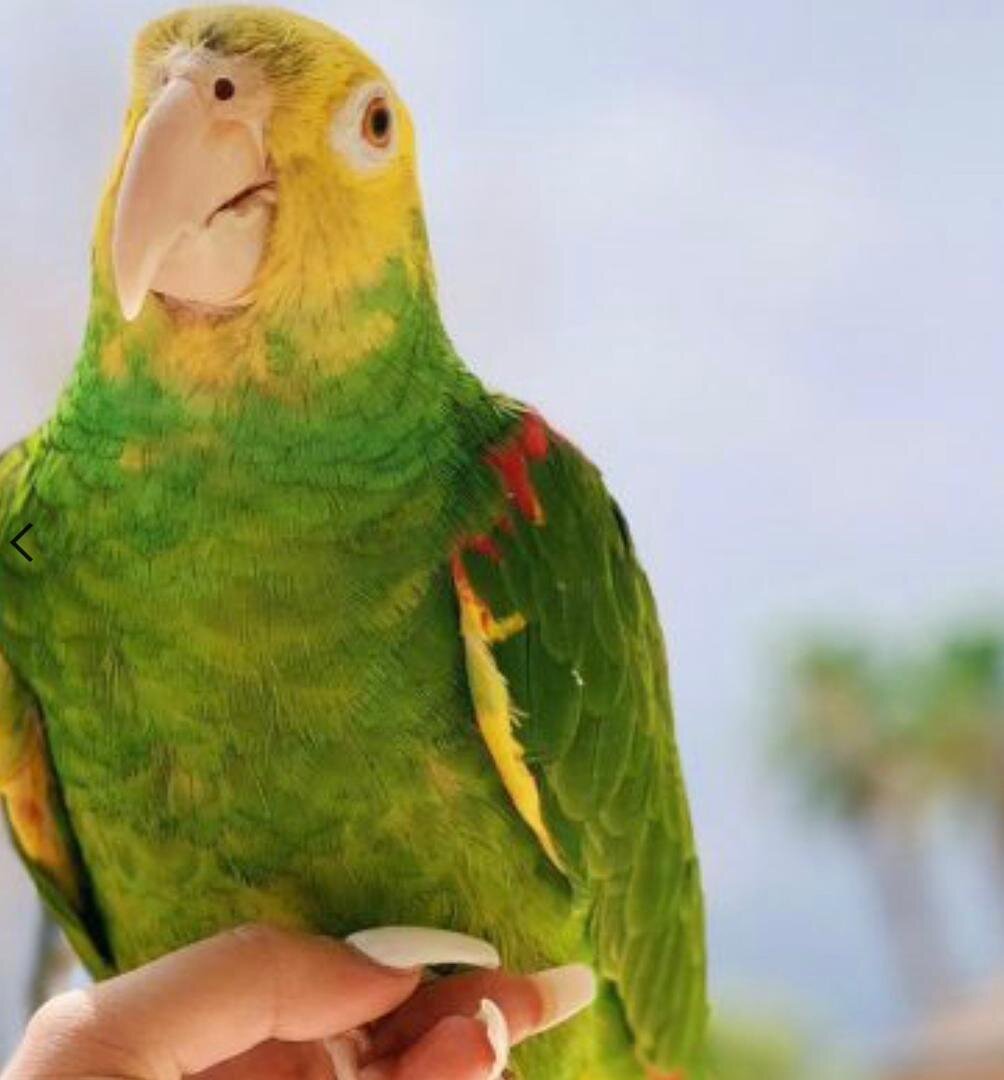 Double Yellow Headed Amazon Parrots image 2