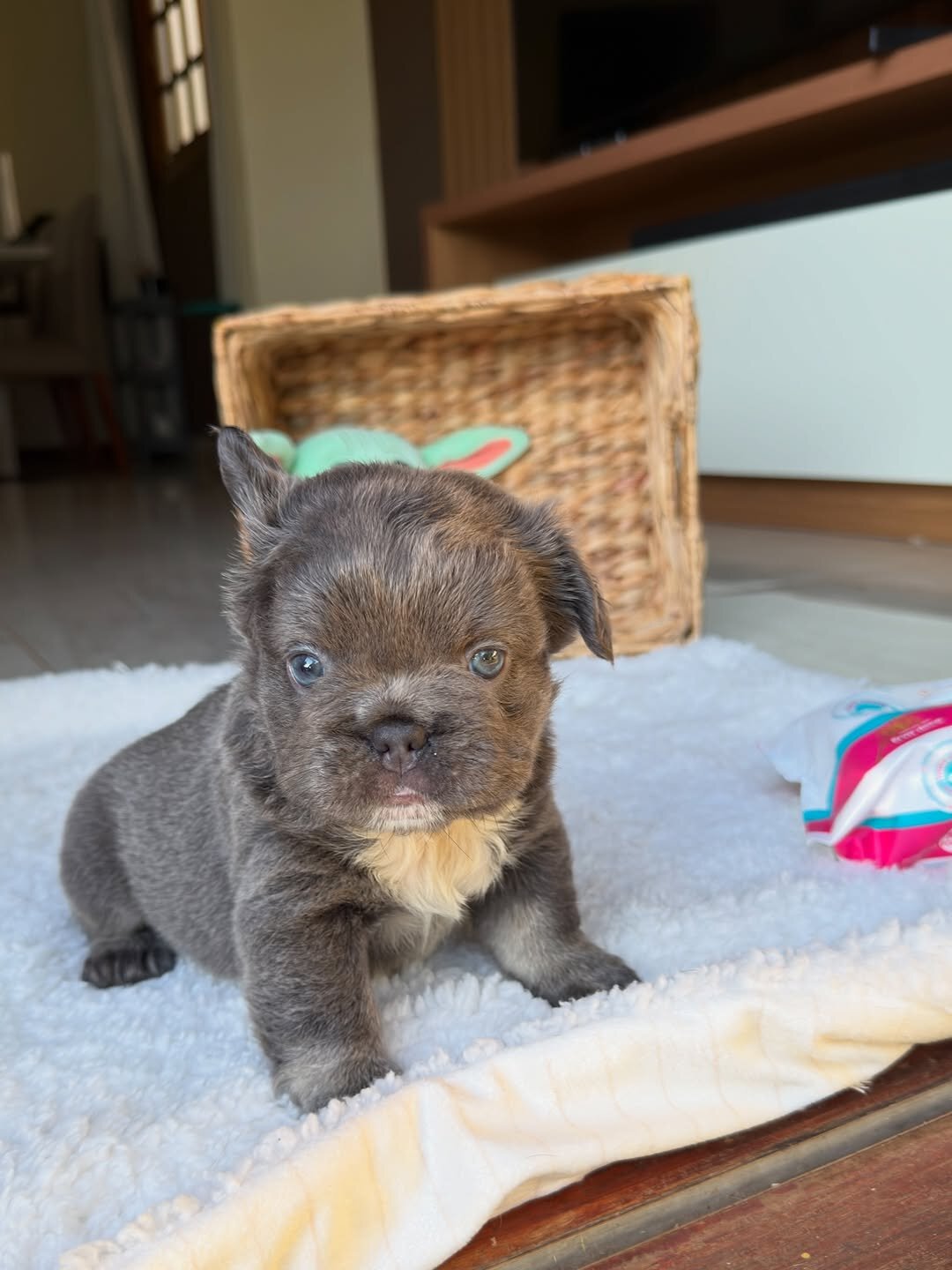 Puppies for home image 3