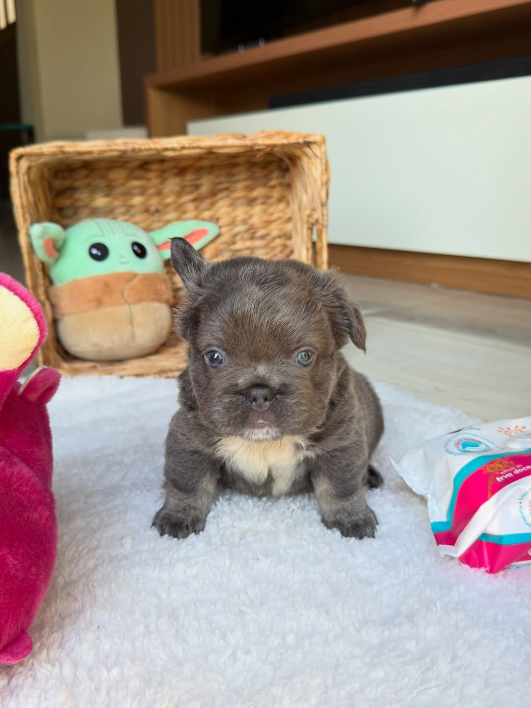 Puppies for home image 5