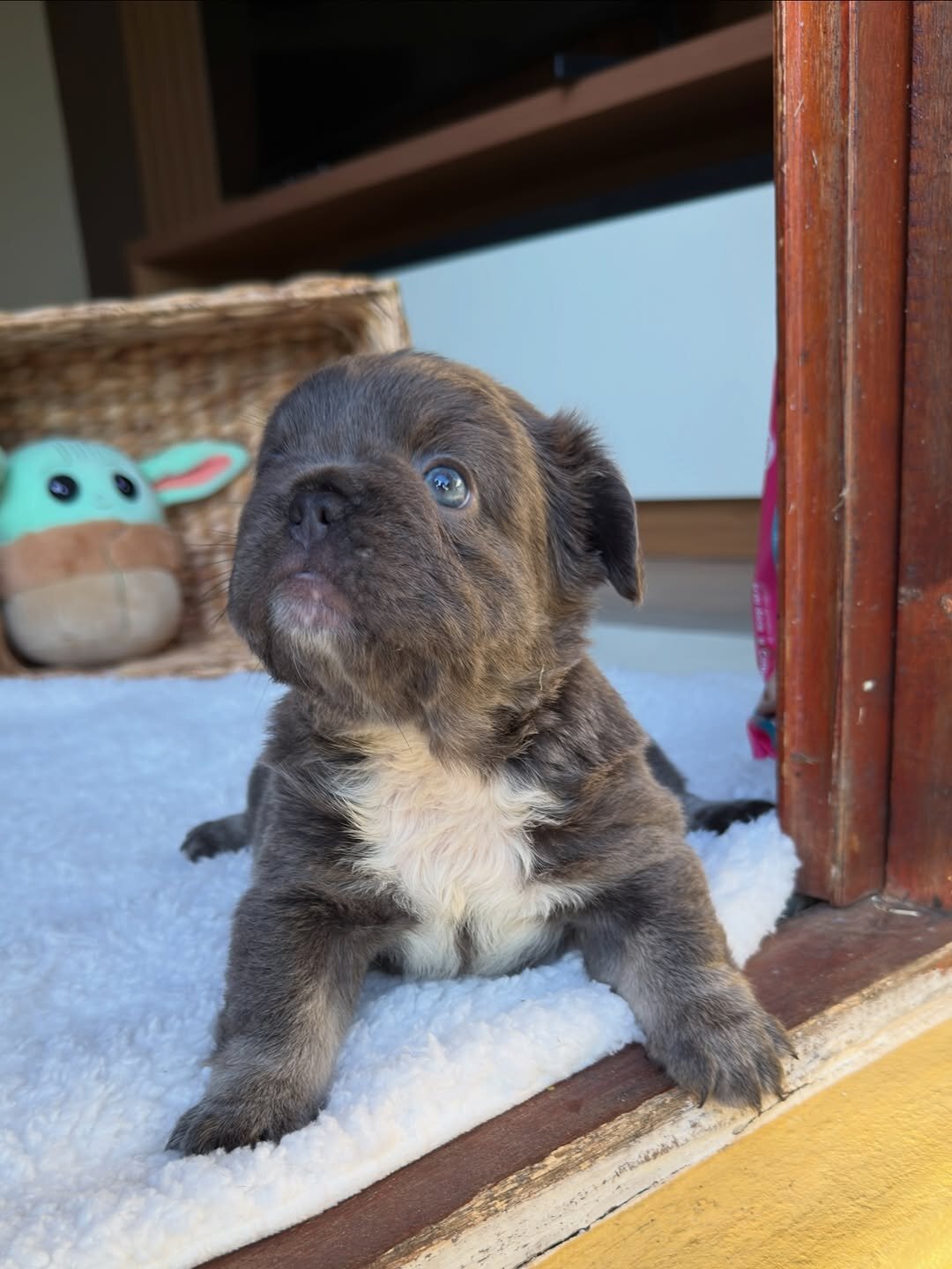 Puppies for home image 1