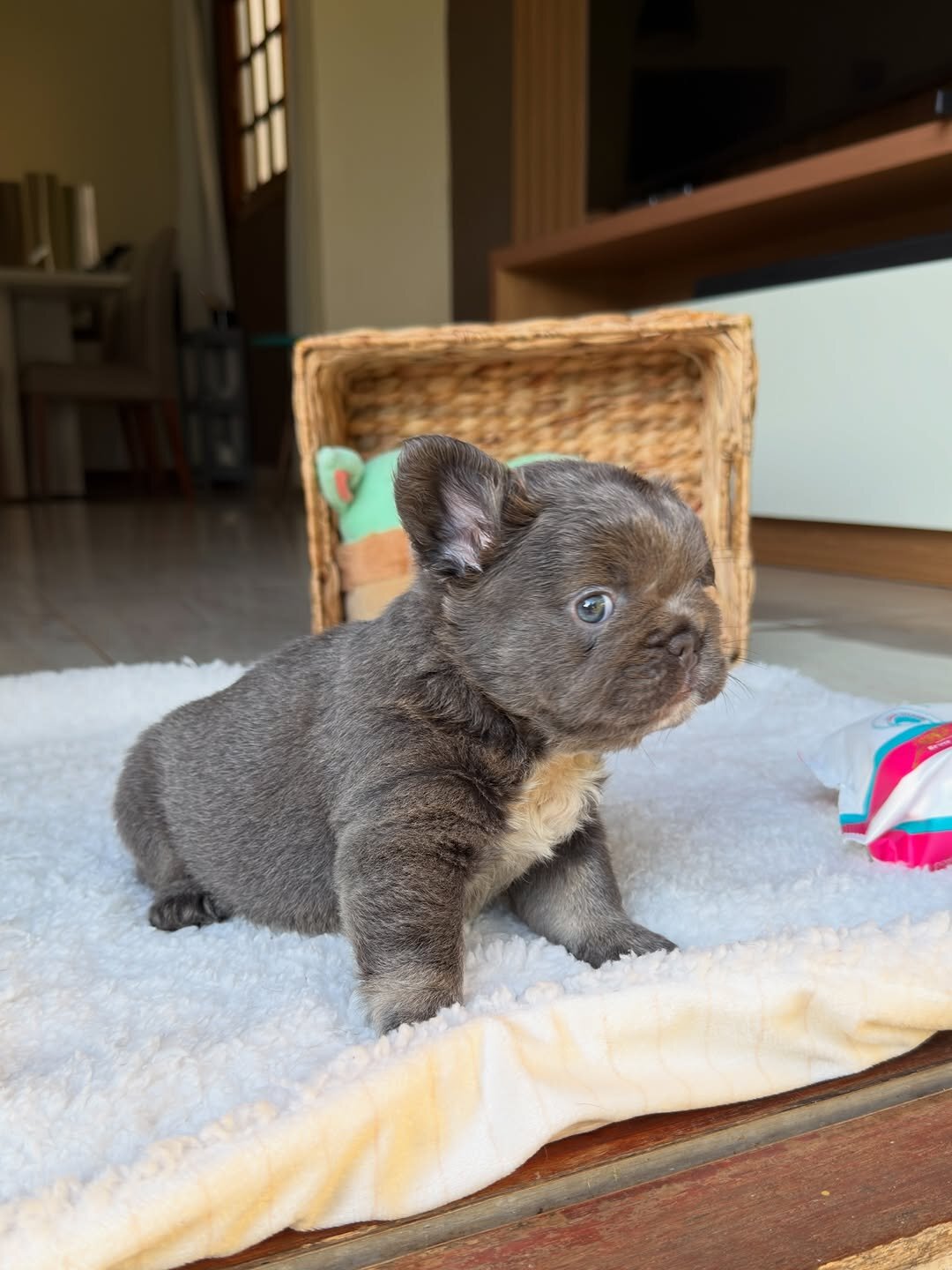 Puppies for home image 4
