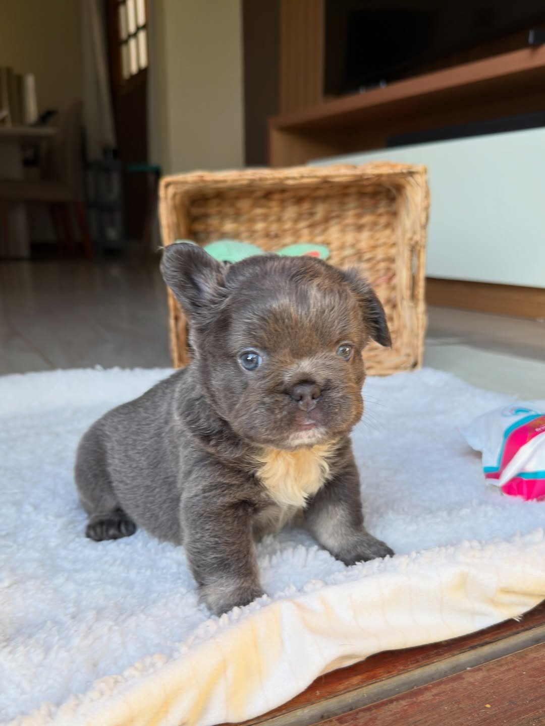 Puppies for home image 2