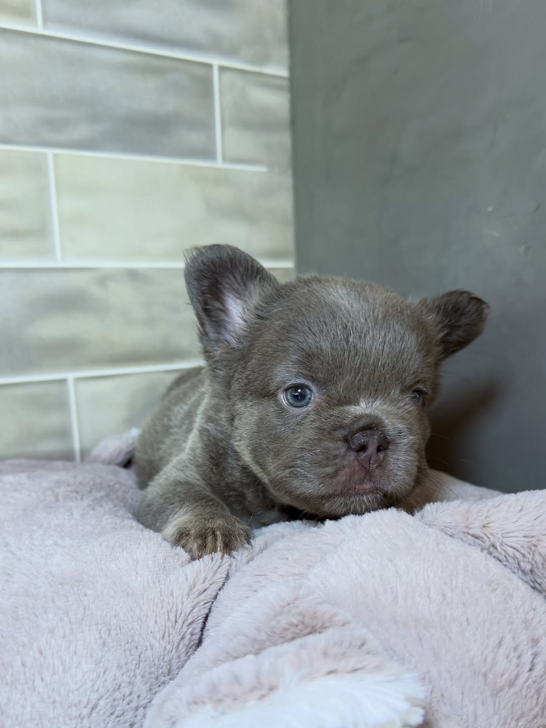 French puppy image 3