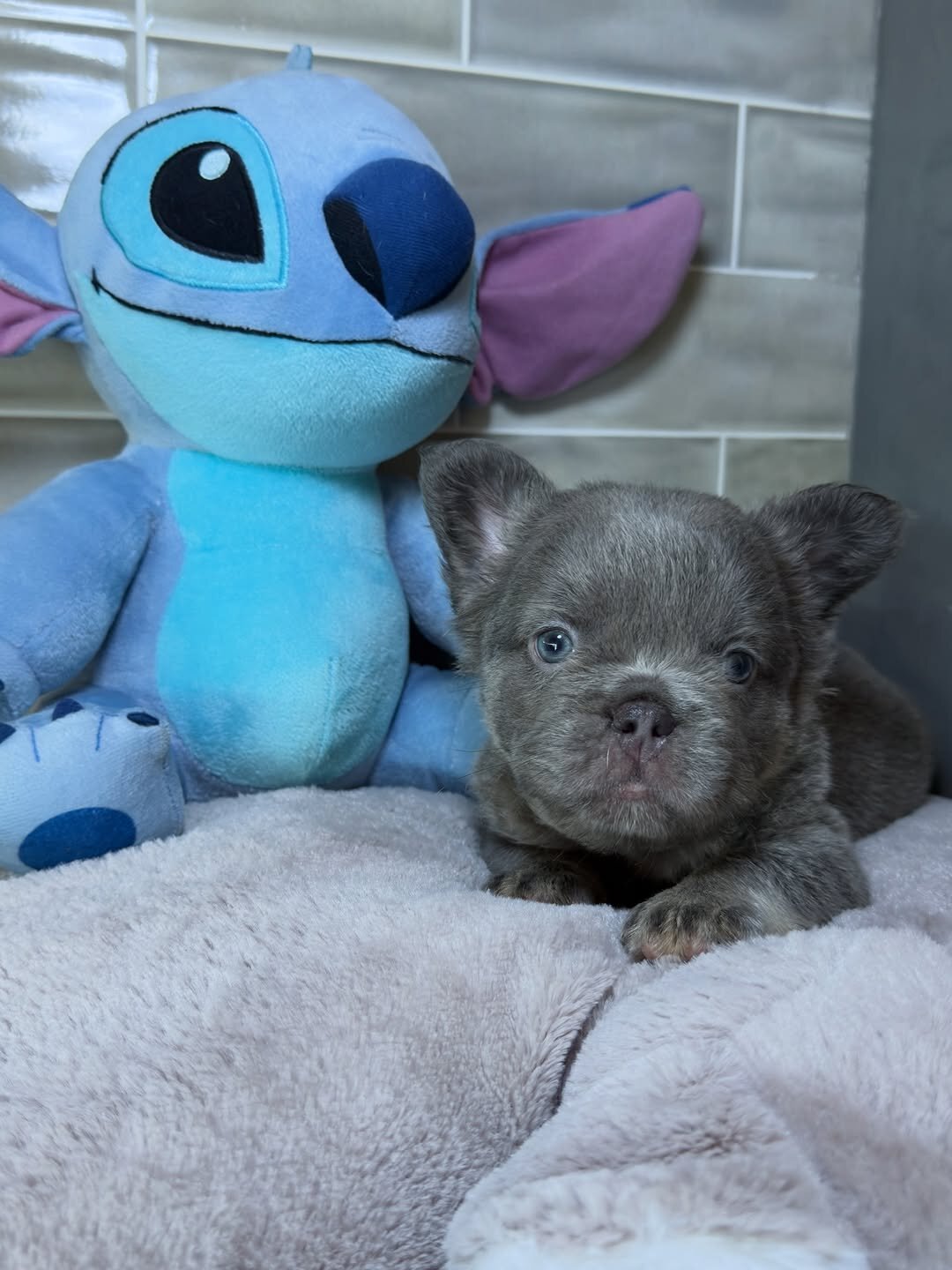 French puppy image 1