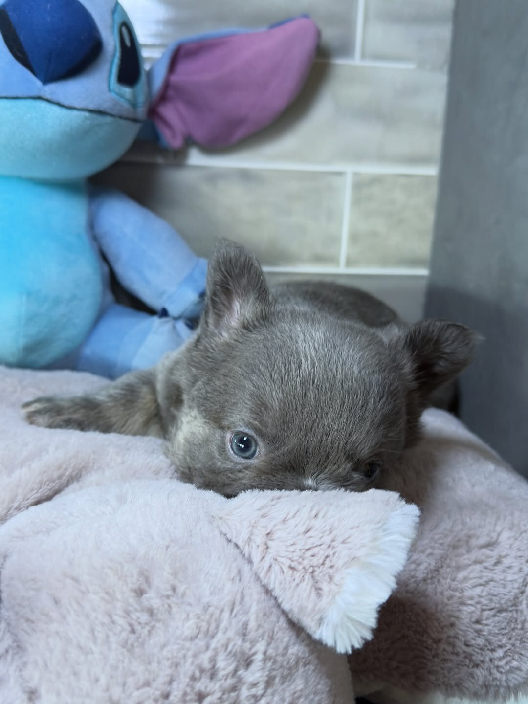 French puppy image 6