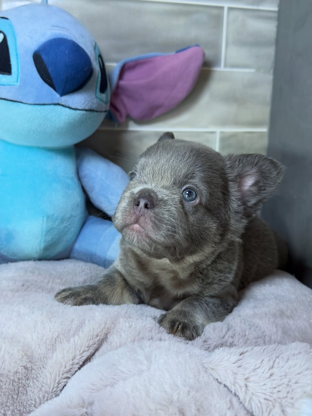 French puppy image 2