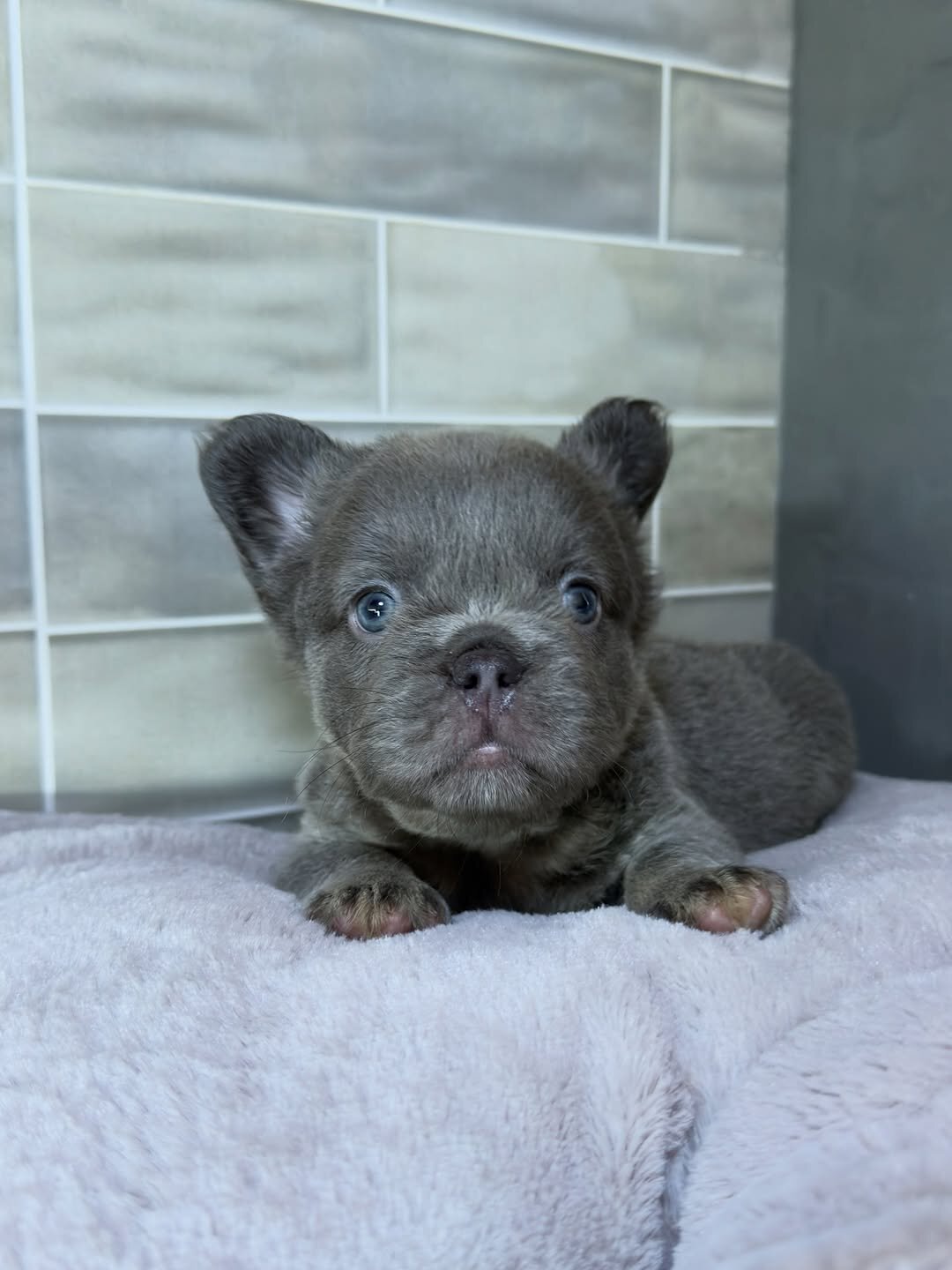 French puppy image 4