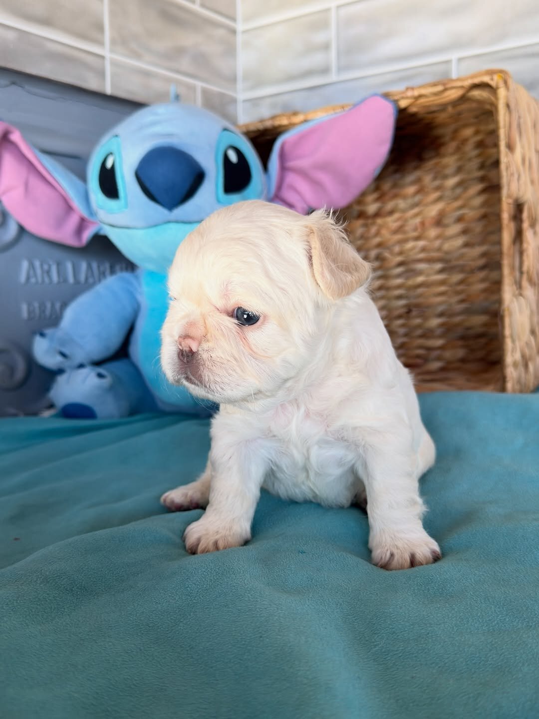 French bulldog companions image 1