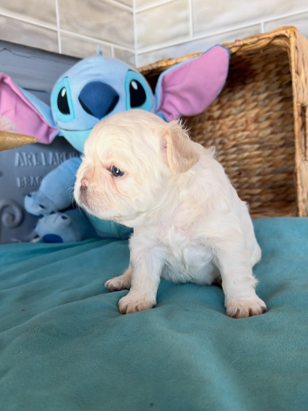 French bulldog companions image 3