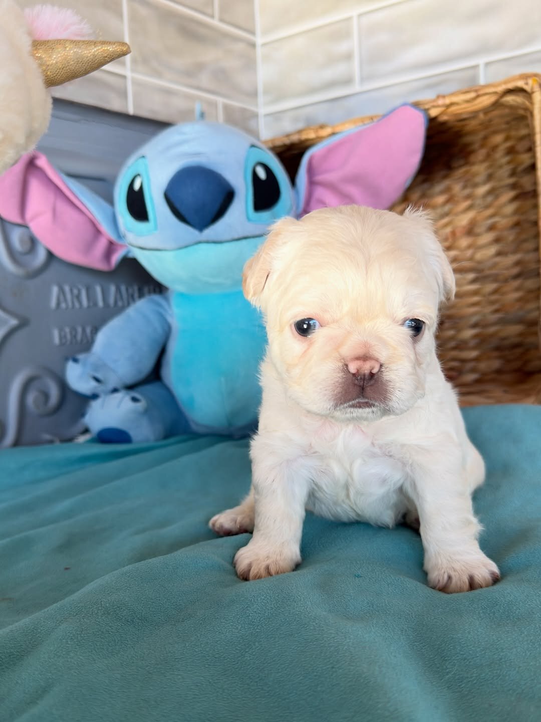 French bulldog companions image 8