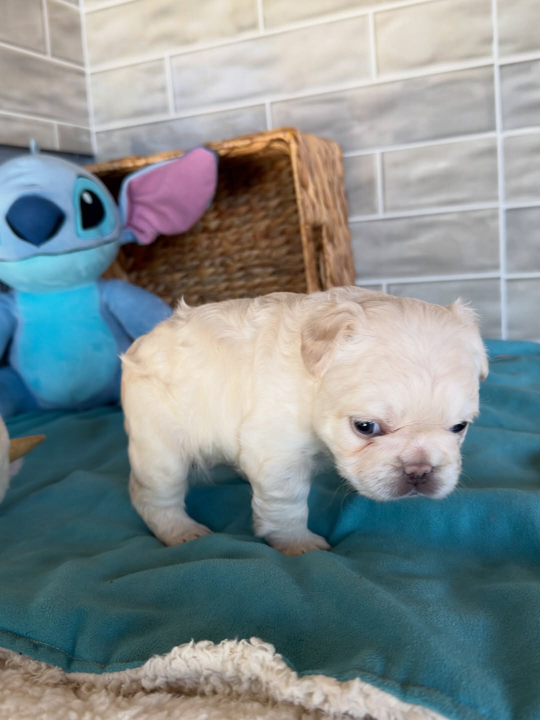 French bulldog companions image 2