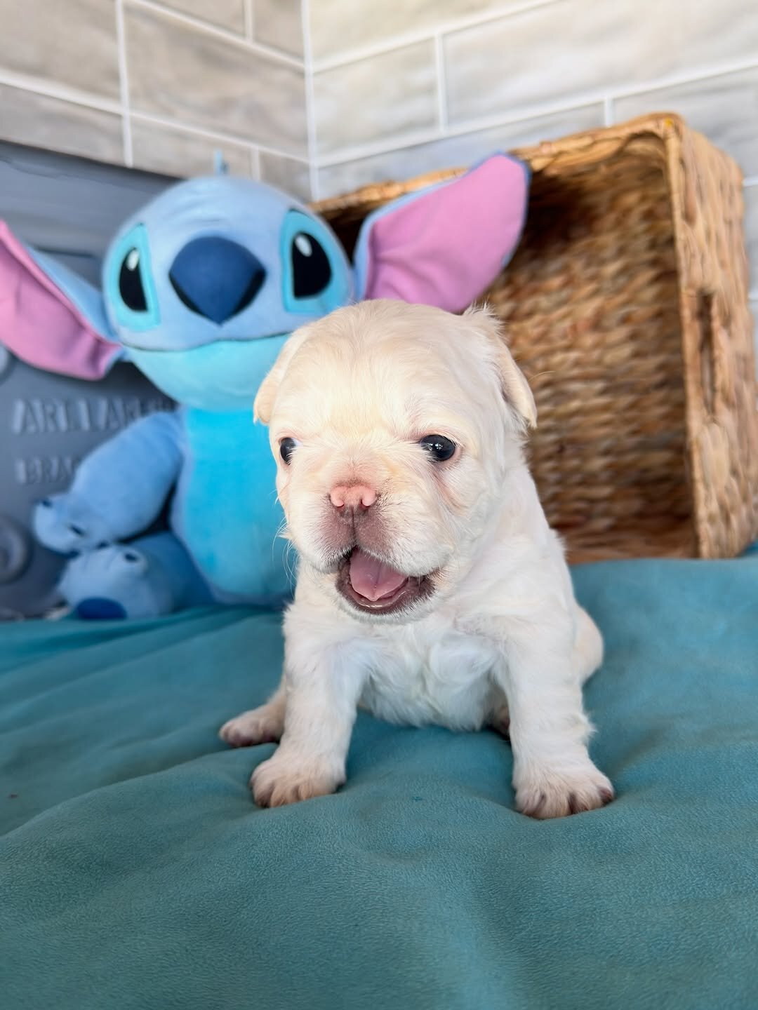 French bulldog companions image 4