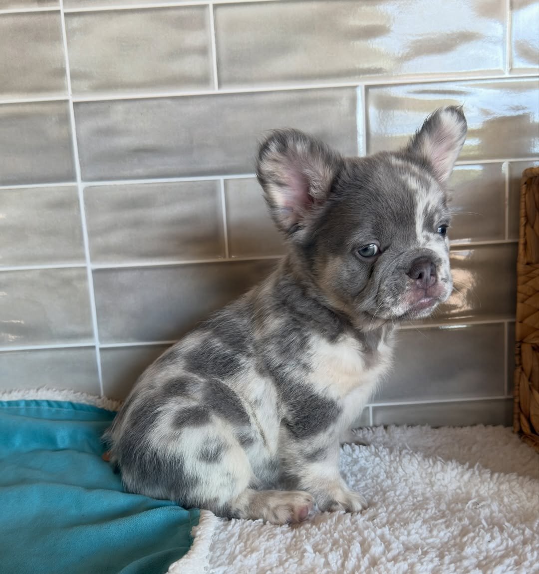 Frenchie home image 5