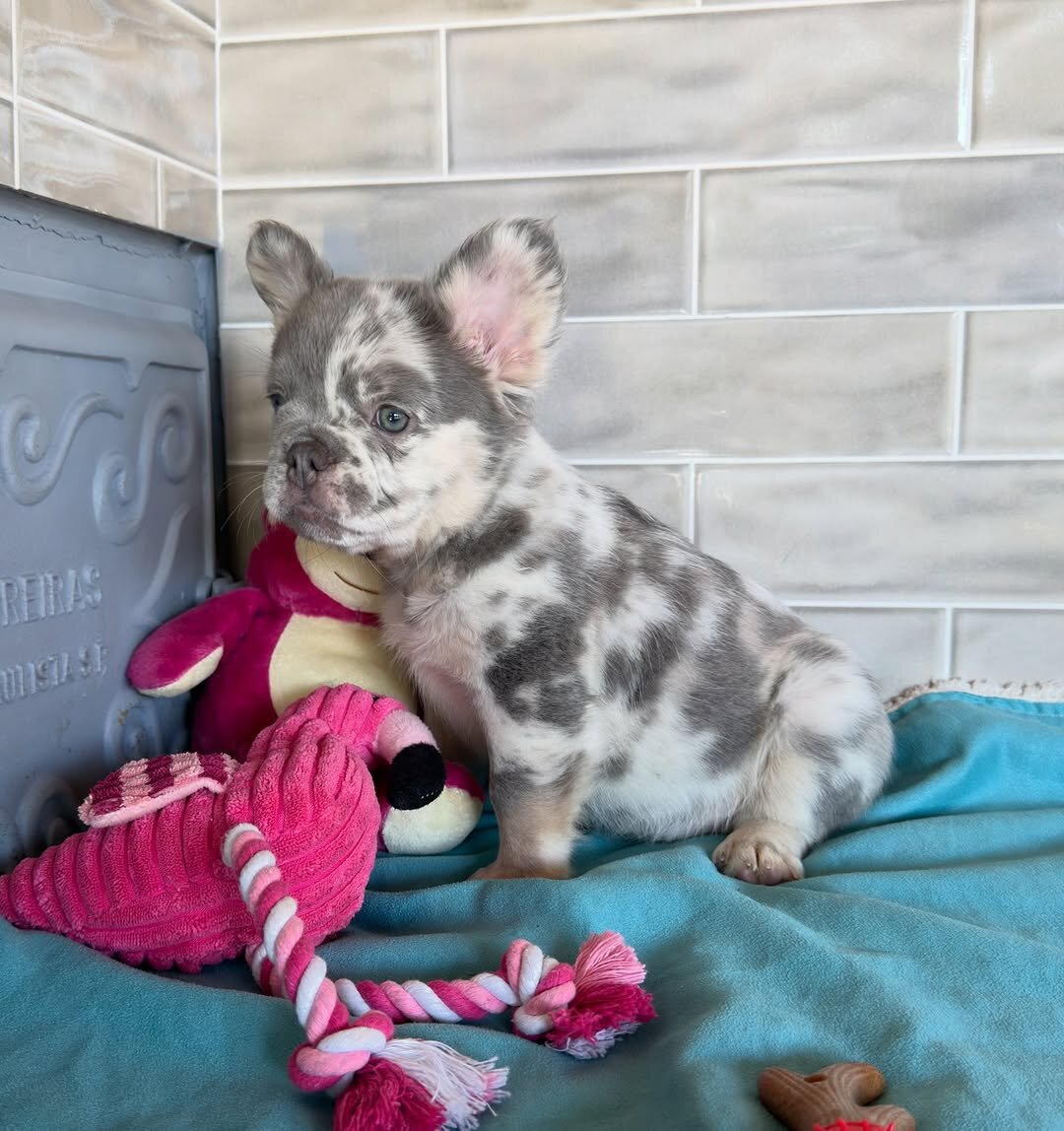 Frenchie home image 2
