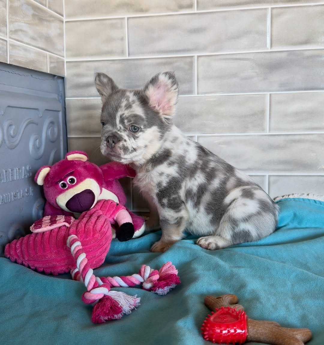 Frenchie home image 3