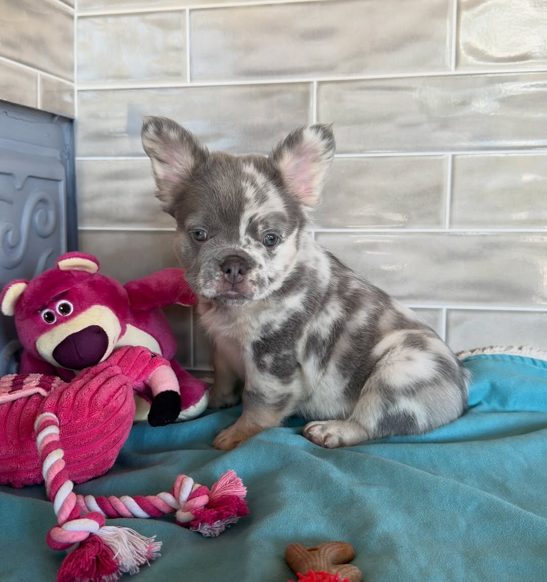 Frenchie home image 1