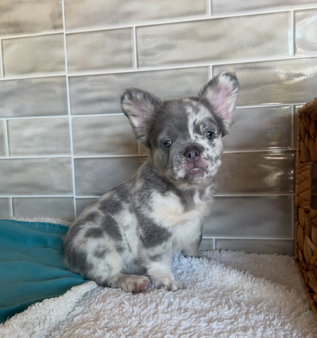 Frenchie home image 4