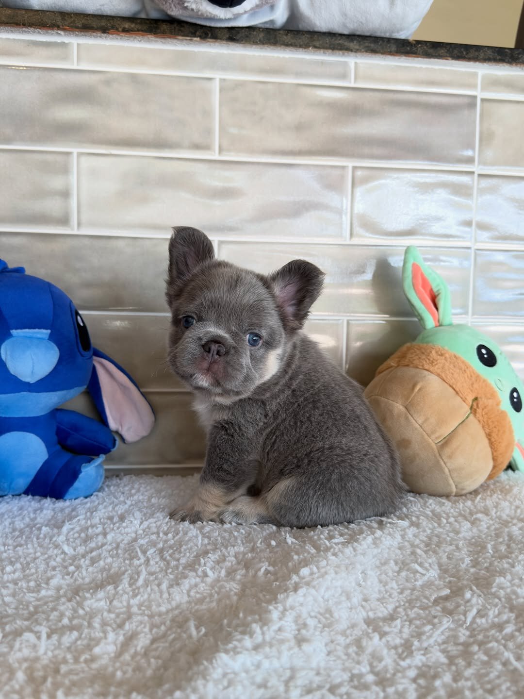 Frenchie liter's image 6