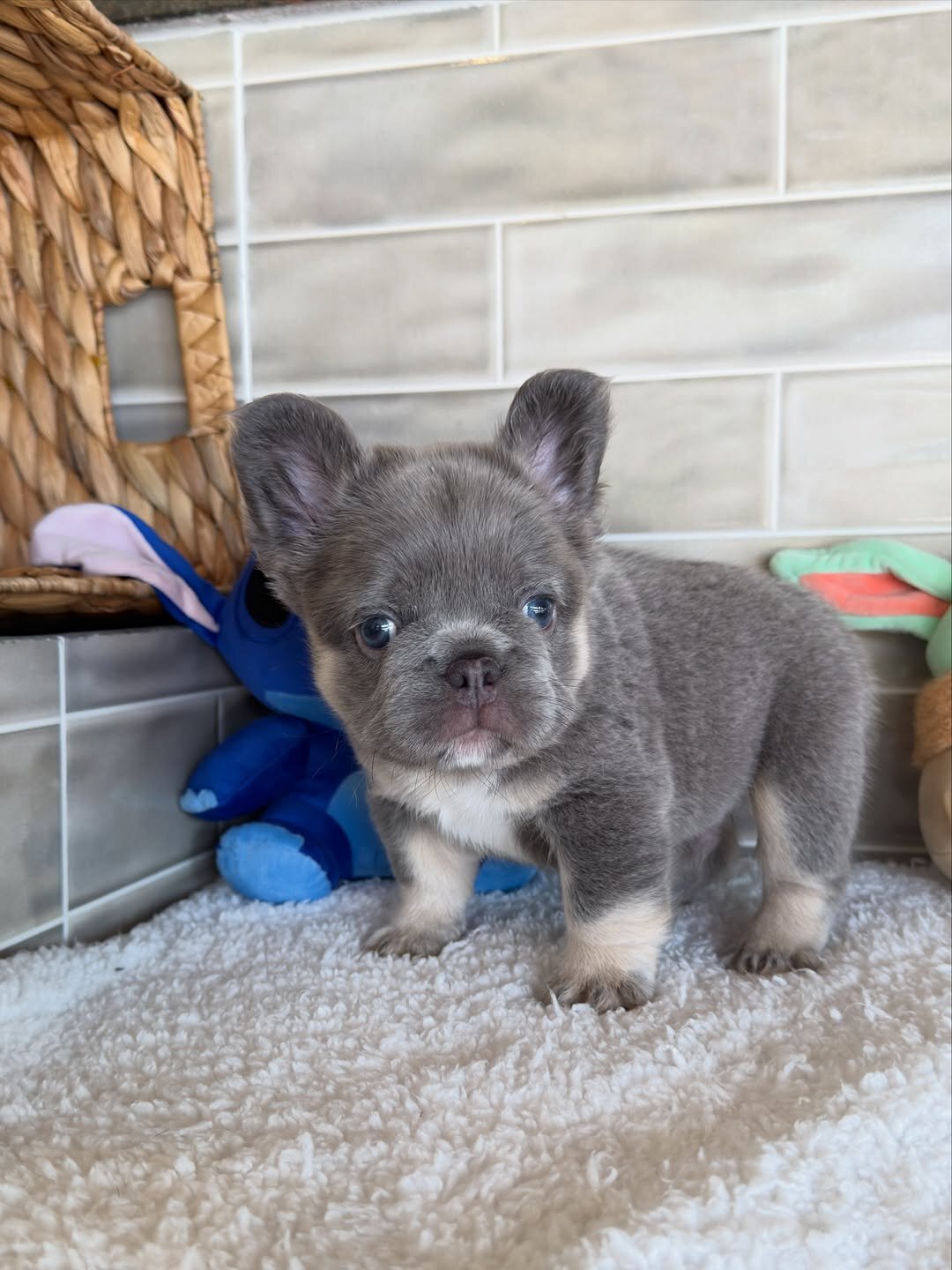Frenchie liter's image 2