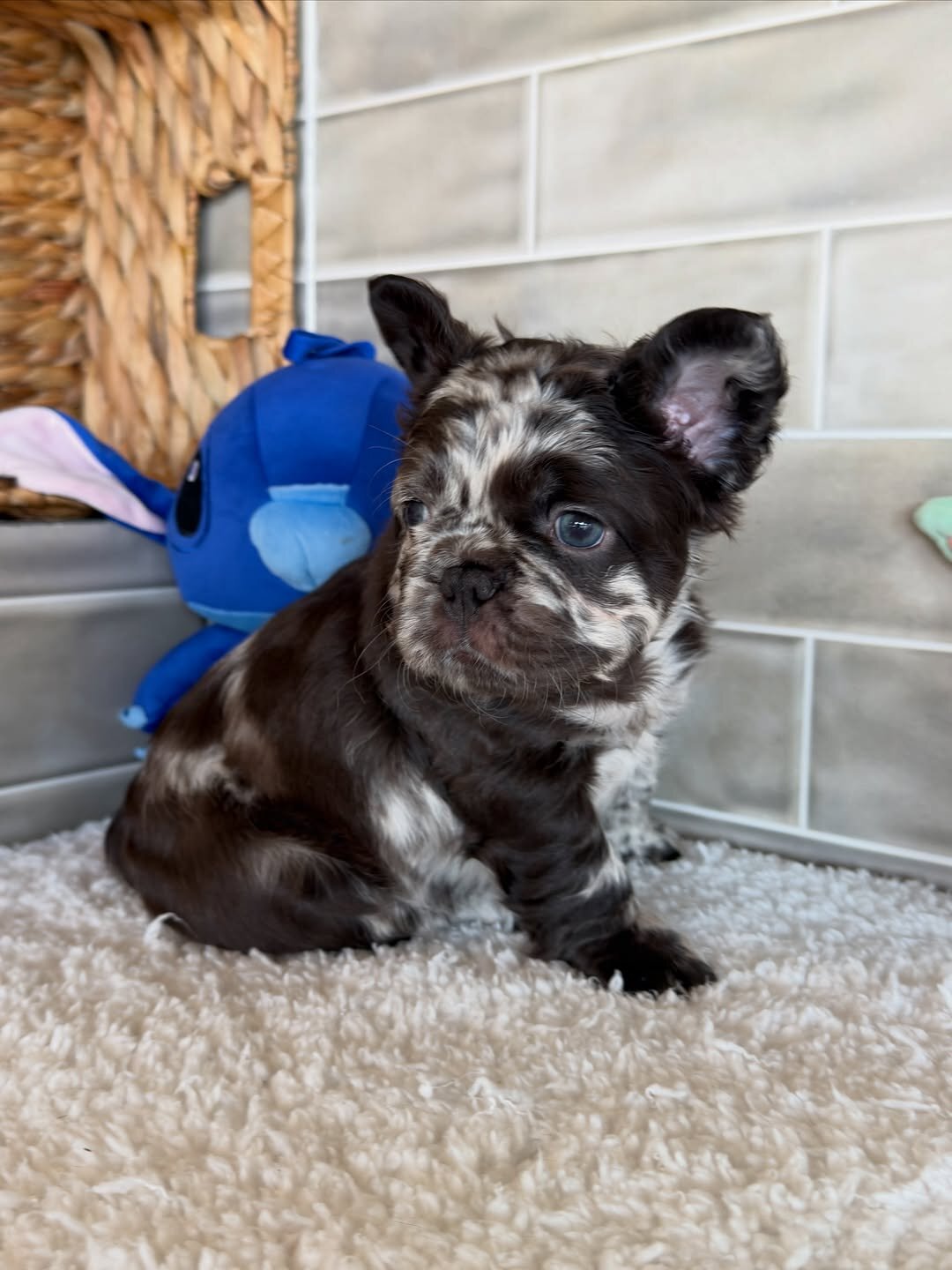 Puppies for home 🏡 image 2