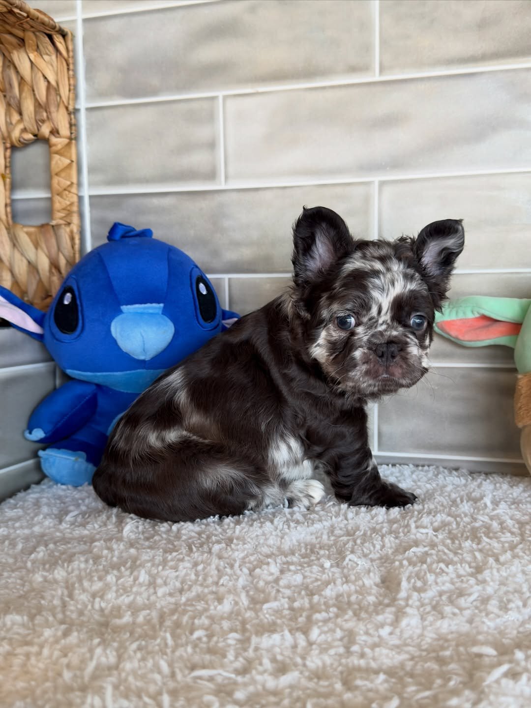 Puppies for home 🏡 image 6