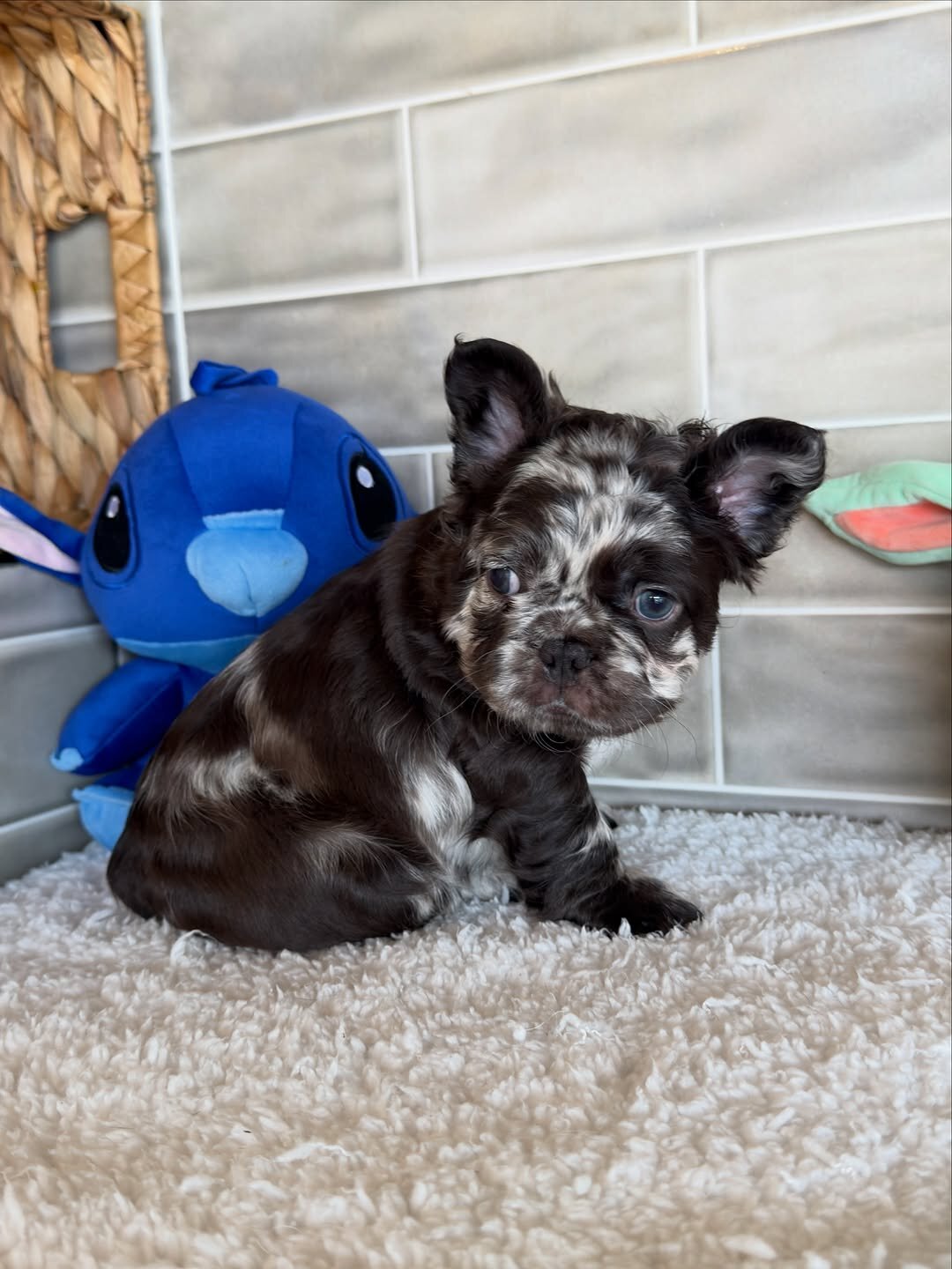 Puppies for home 🏡 image 8