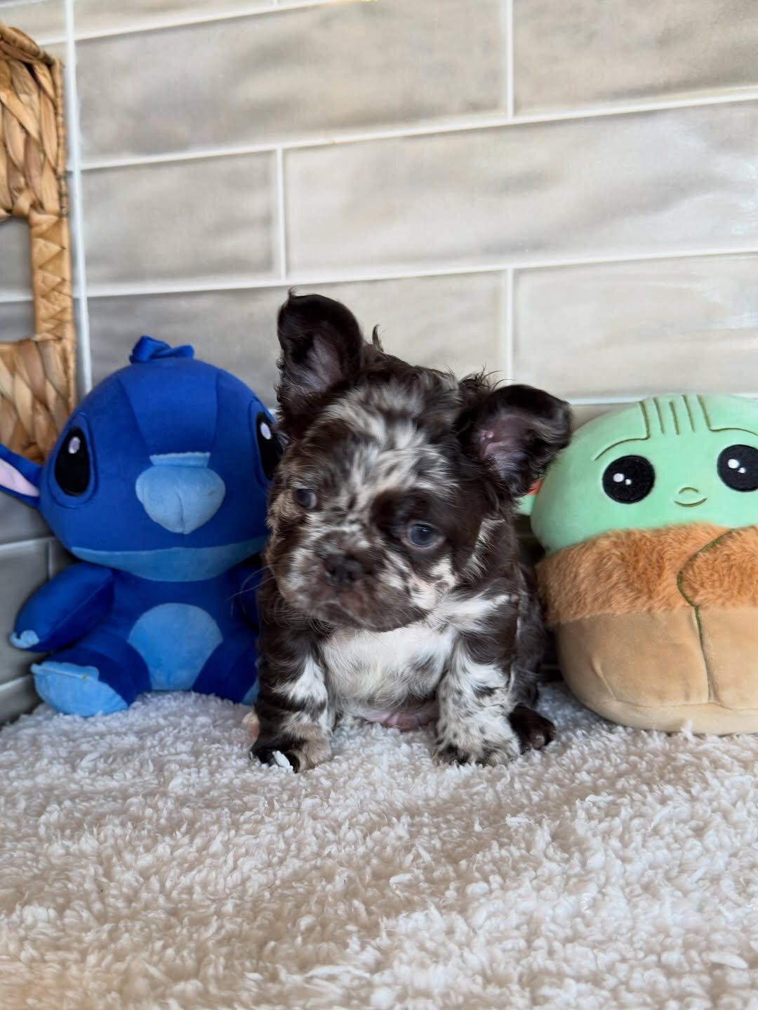 Puppies for home 🏡 image 4