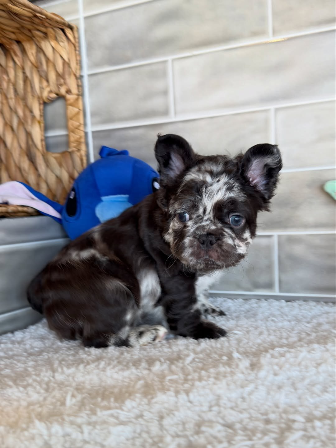 Puppies for home 🏡 image 3