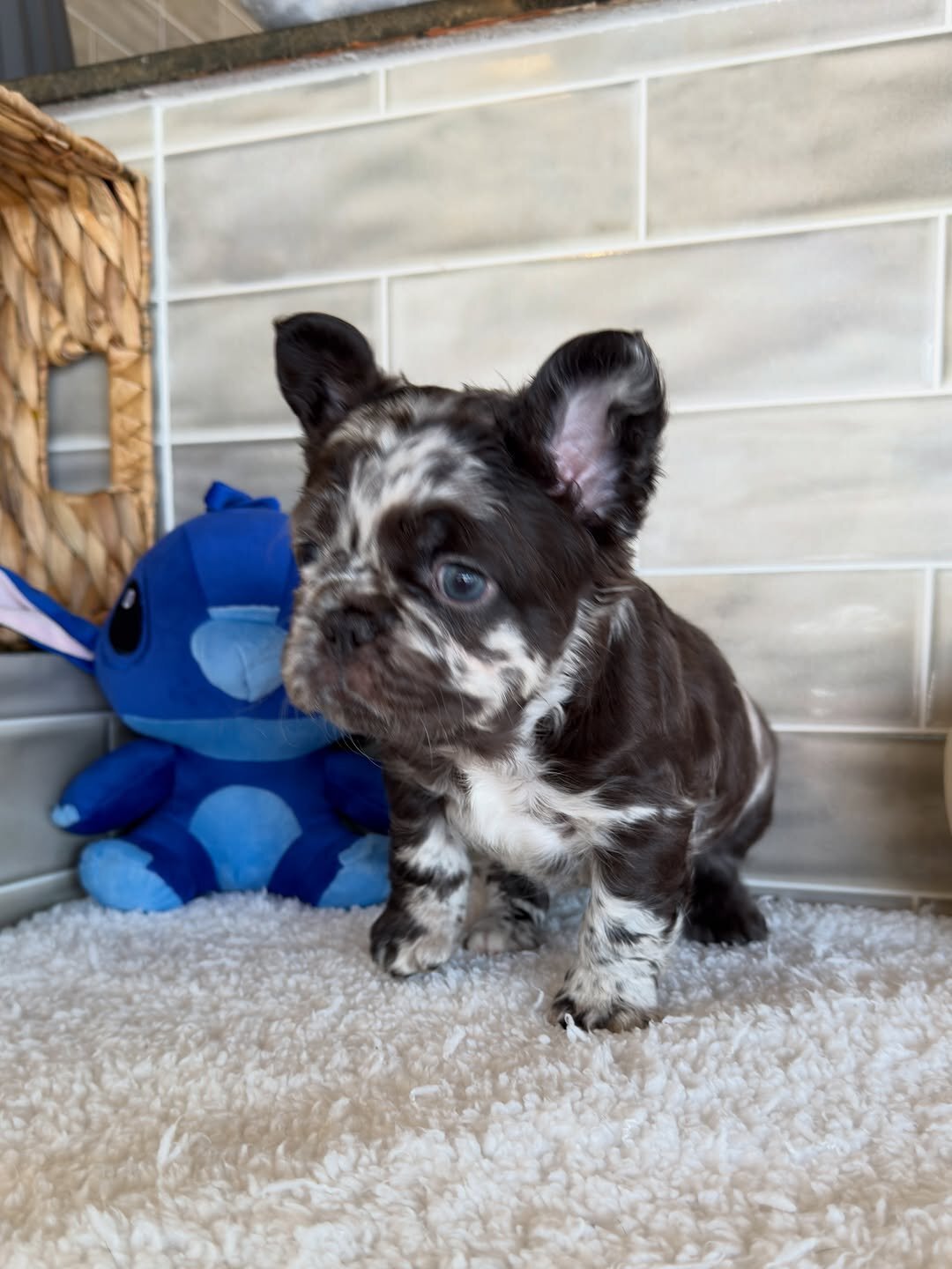 Puppies for home 🏡 image 1