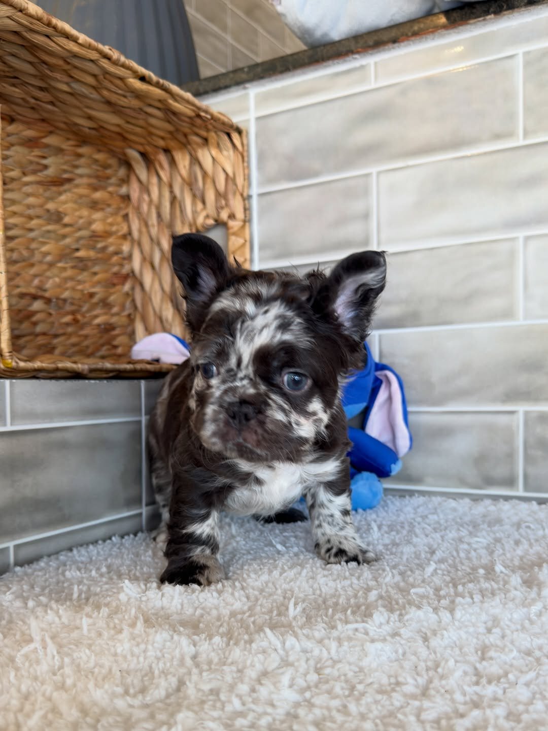 Puppies for home 🏡 image 5