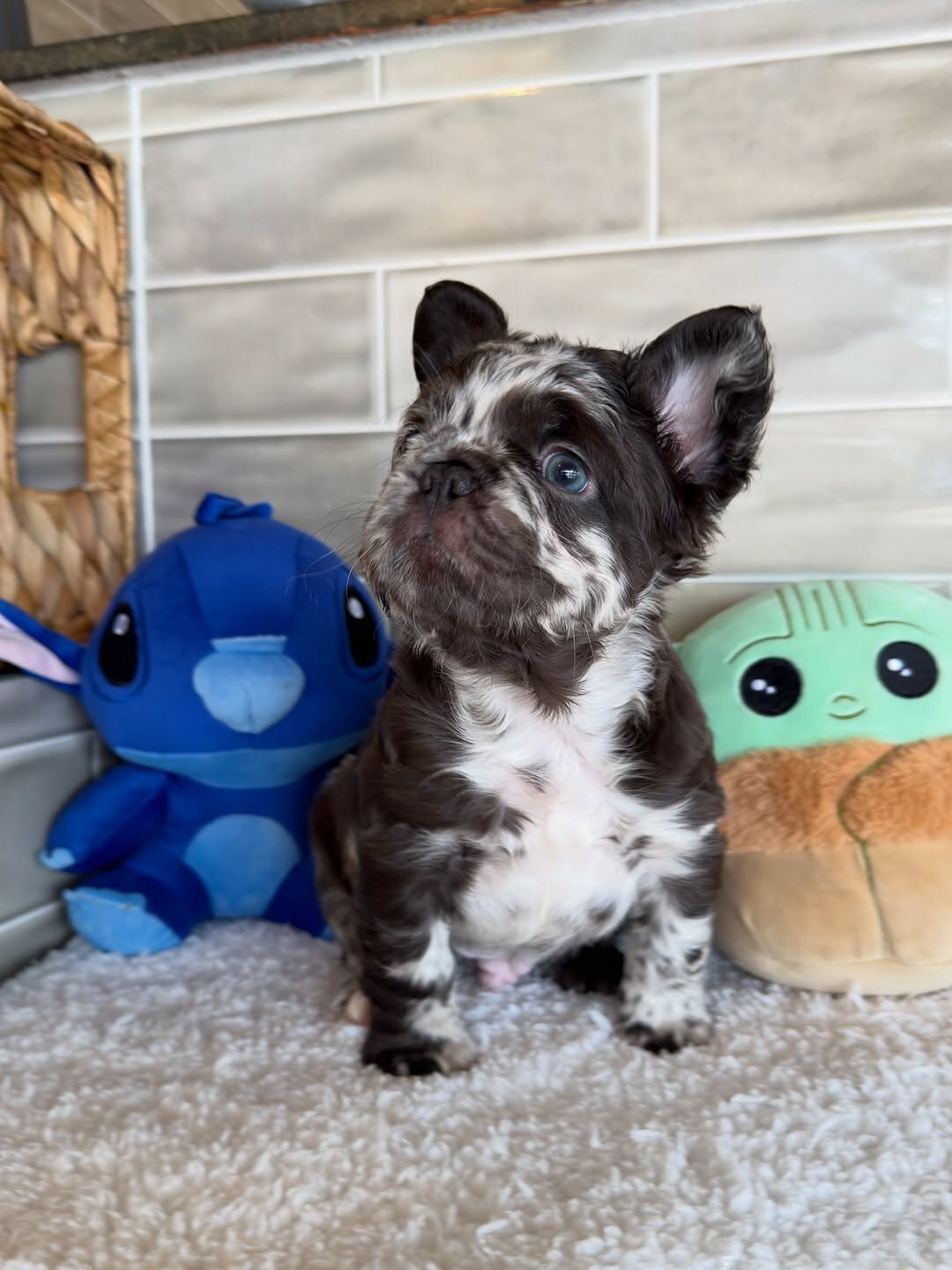 Puppies for home 🏡 image 7