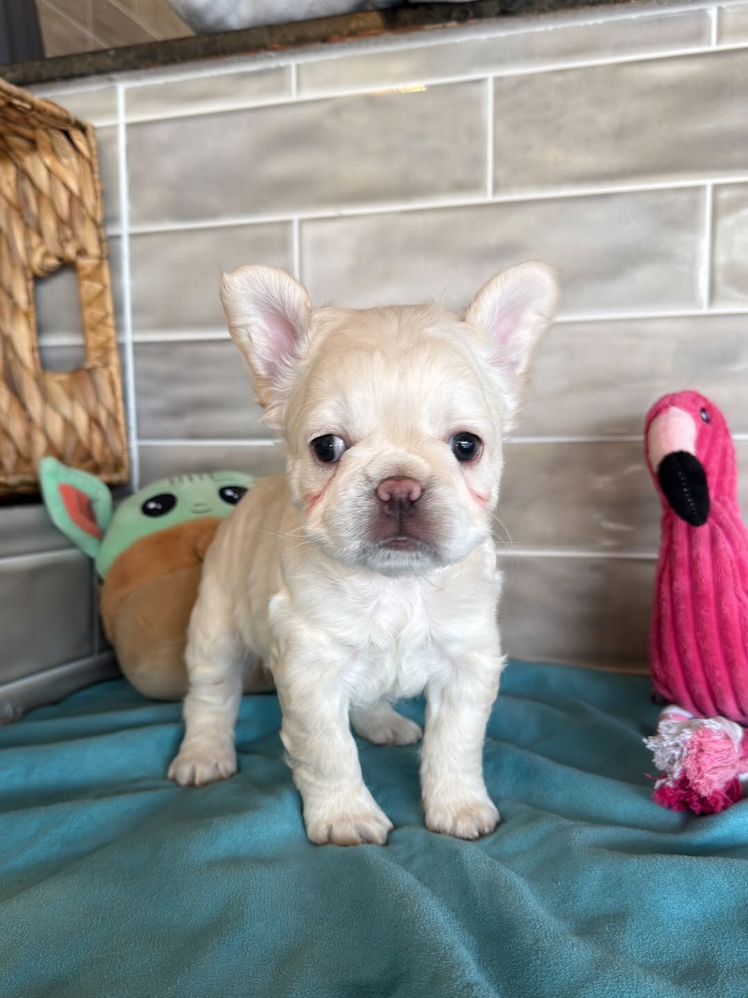 Frenchies puppies image 3