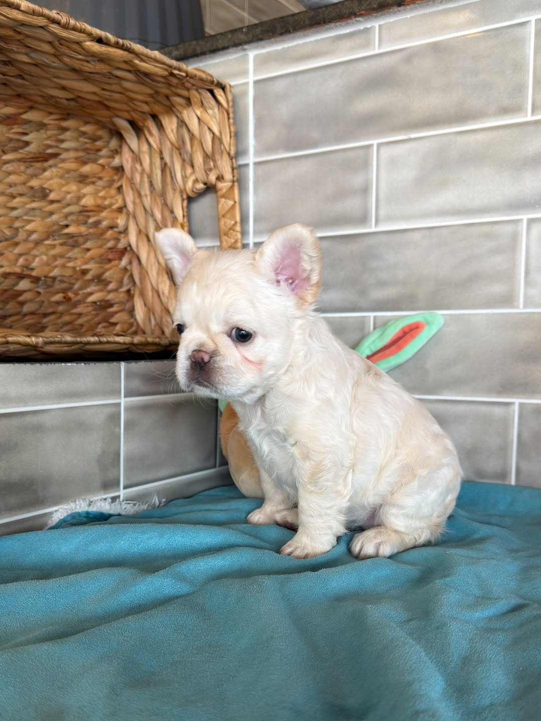 Frenchies puppies image 4