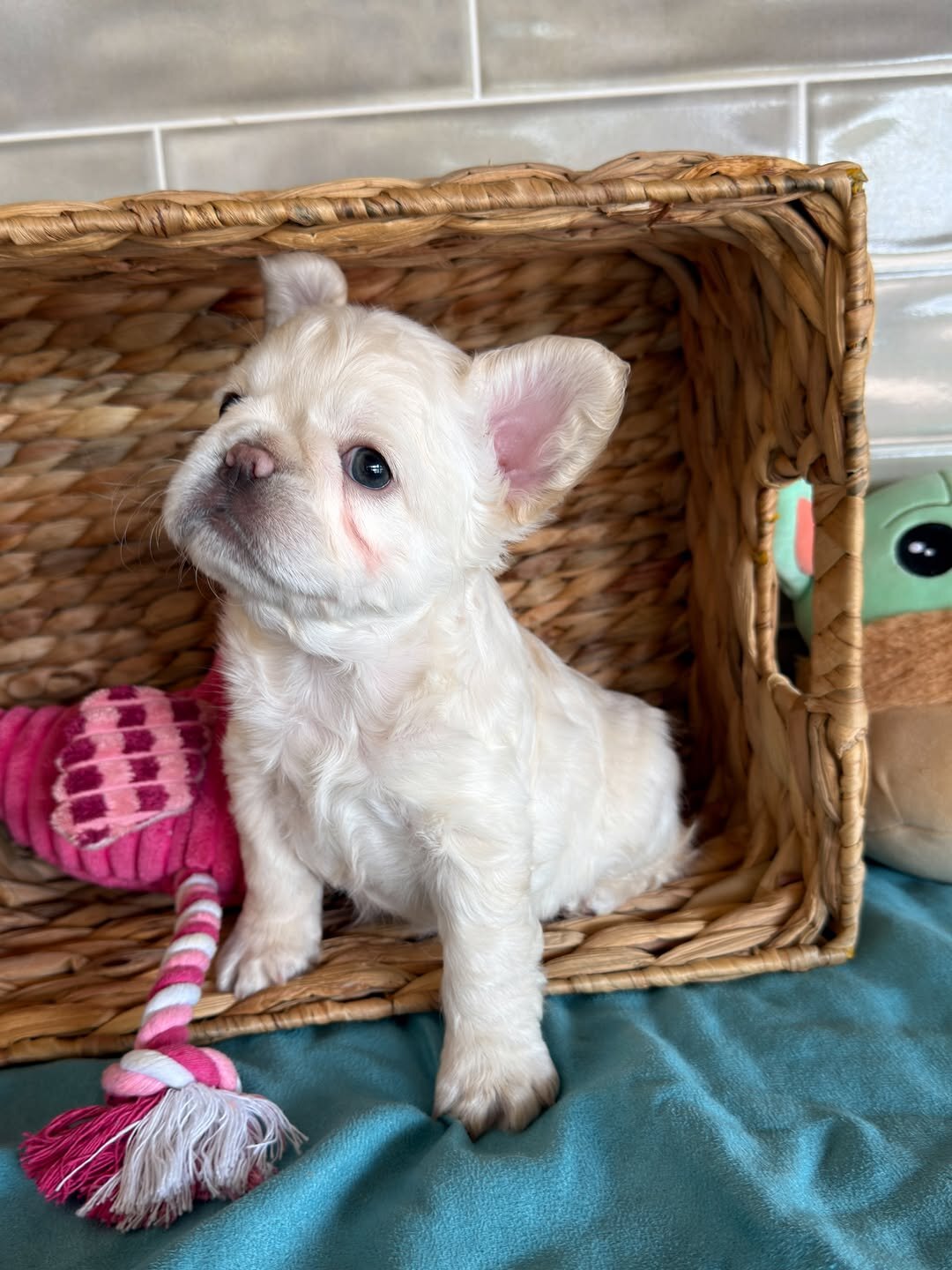 Frenchies puppies image 2