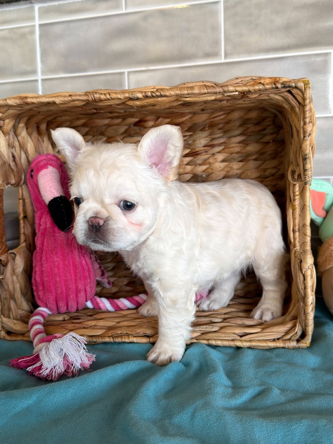 Frenchies puppies image 5