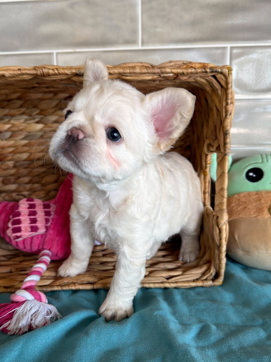 Frenchies puppies image 6